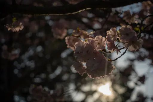北海道の桜